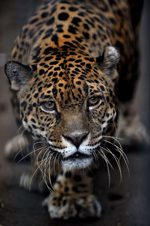... luxury fine expensive luxurious leopard pet cheetah hd lux close up