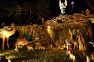 larger than life Nativity with live doves that offers Christmas ...