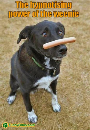 ... power of the weenie » funny-dog-picture-hypnotising-weenie