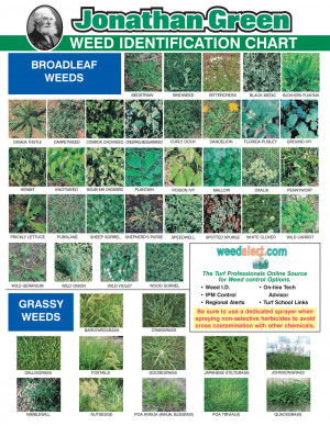 Lawn Weed Identification Chart
