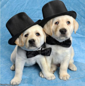 Cute_Puppies_In_Tophats