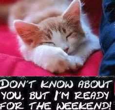 Ready for the weekend quotes quote friday kitten happy friday tgif ...