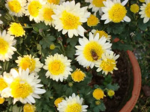 richard bach literary quote illusions spiritual quotes yoga quotes ...