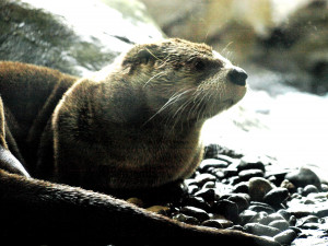 River Otter at the Seattle Aquarium