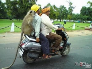 Name: monkey-on-bike-funny-indian-picture.jpgViews: 1074Size: 55.4 KB