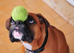 Playful dog with a baseball ! - Image