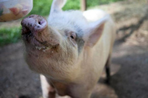 The Attention Hog - 18 Photos that Prove Farm Animals are Someone Not ...