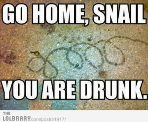 Funny Snail Pictures Funny Animal Picture