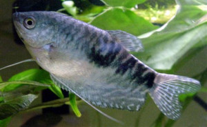 Fresh Water Fish Tanks Only