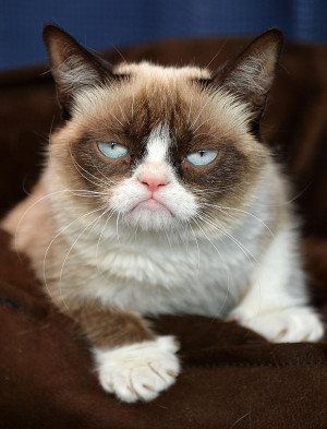 Meet Grumpy Cat, world’s most miserable-looking moggie who takes ...