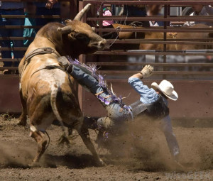 Rodeo clowns distract the bull after it throws a rider.