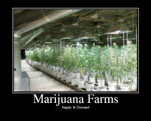Marijuana Farms