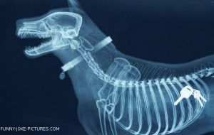 Funny X-Ray Dog Animal Picture Images