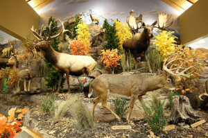 pictures of a recently opened cabela s in columbus ohio