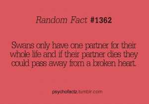 Swans only have one partner for their whole life ~ Break Up Quote