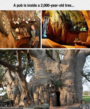 Sunland Baobab In South Africa