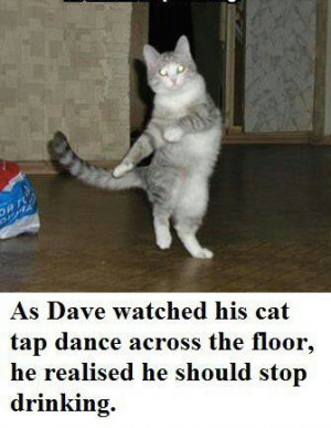 ... Dance, Funny Stuff, Funny Animal, Dance Cat, Kitty, Hilarious Sayings