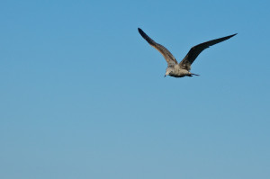 Jonathan Livingston Seagull Quotes