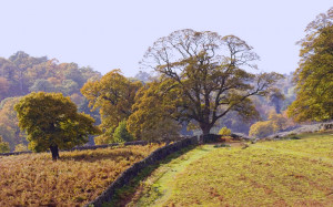 Autumn Countryside...
