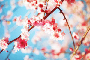 ... tags for this image include: flower, pink, japan, nature and spring