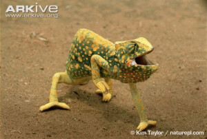Re: Common Chameleon, green version (AAA)