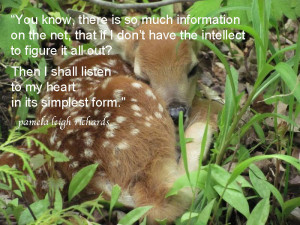 Baby Deer Dawn Abraham in Wildlife – Pamela quote