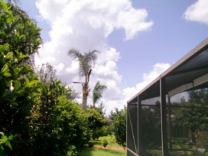 one of the trees with the hacking activity in progress