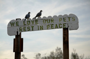 ... part of pet ownership: Saying goodbye to your beloved pet companion