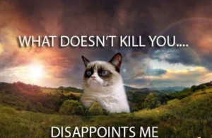 Grumpy cat What doesn’t kill you