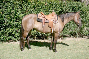 Watch King under saddle in both English and Western tack:
