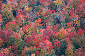 Autumn The Adirondack Credited