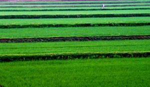 cry the beloved country quotes meanings