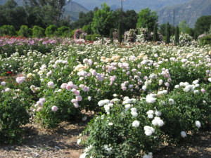 Flowers, Blogs and Quotes