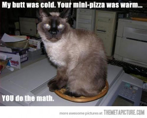 Funny photos funny cat sitting pizza
