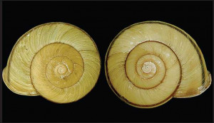 ... to determine. Purification of Opposite of Isolation choices that been