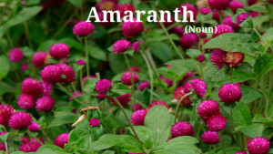Amaranth2.png