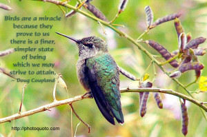Inspirational Hummingbird Quotes