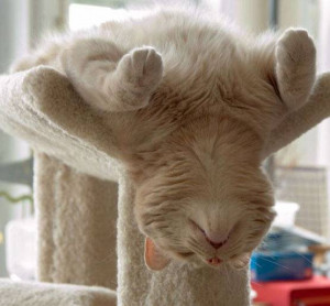 Funny cat picture; hilarious photo of cat sleeping, taking a nap ...