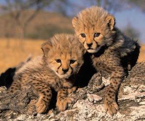 Baby Cheetah Facts And Rmation