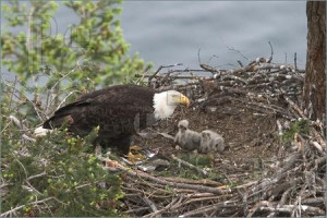 of Baby Eagles -- Two baby eagles and one of their parents in a nest ...