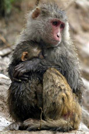 Scientists identify unselfish brain cells in monkeys