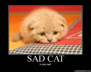 ... funny grumpy cat 2 jpg sad cat 2 these sad cats photos are