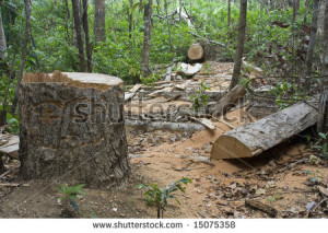 rainforest habitat destruction ... guyana habitat jungle lumber