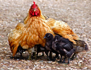 Hen with Chicks Under Wings