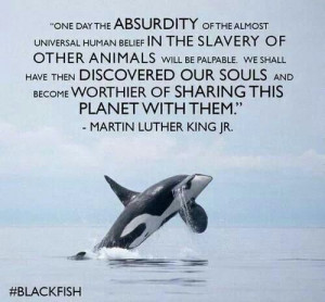 Have you watched `Blackfish' yetKillers Whales, Orcinus Orcas, Grampus ...