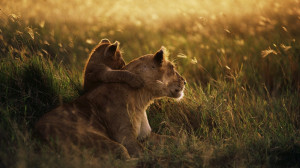 Cute Baby Lion Hugs Mother Lion HD Wallpaper
