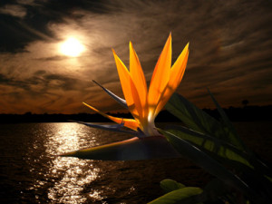 Please browse through the categories and enjoy our pictures.