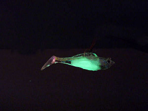 Glowing Fish