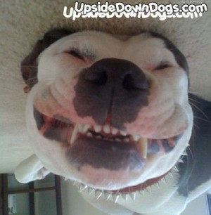 From Jacksonville, Florida - Funny Pictures Of Puppy Dogs Upside Down