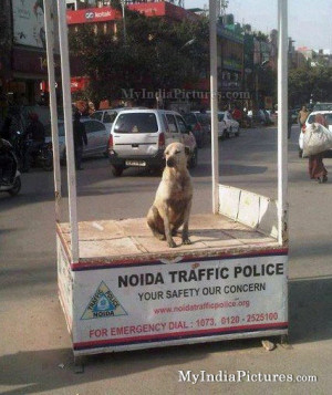 traffic police funny india pictures indian pictures photos